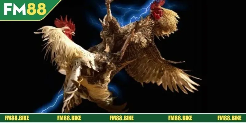 Đá Gà Thomo - Sảnh Cược Kịch Tính, Hấp Dẫn Năm 2025 “Bỏ túi” một vài mẹo cược Thomo hiệu quả anh em có thể áp dụng