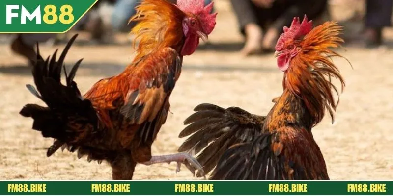 Đá Gà Thomo - Sảnh Cược Kịch Tính, Hấp Dẫn Năm 2025 Đá gà Thomo loại hình cược hấp dẫn năm 2025