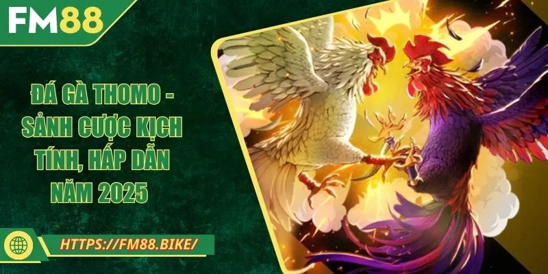 Đá Gà Thomo - Sảnh Cược Kịch Tính, Hấp Dẫn Năm 2025 Đá Gà Thomo - Sảnh Cược Kịch Tính, Hấp Dẫn Năm 2025