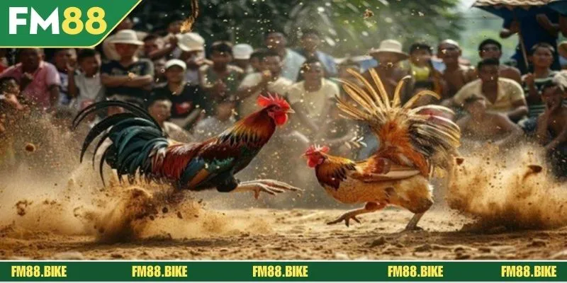 Đá Gà Thomo - Sảnh Cược Kịch Tính, Hấp Dẫn Năm 2025 Thông tin cần nắm khi tham gia tại FM88